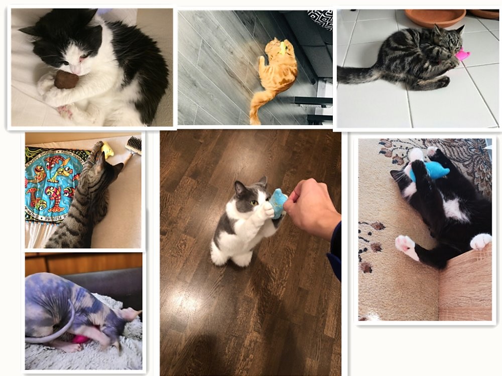 2025年 2ピース歯磨きキャットニップおもちゃ面白いインタラクティブぬいぐるみ猫おもちゃペット子猫噛むボーカルおもちゃの爪親指かみ猫ミント猫用ホット  コレクション – $13.99 –P13