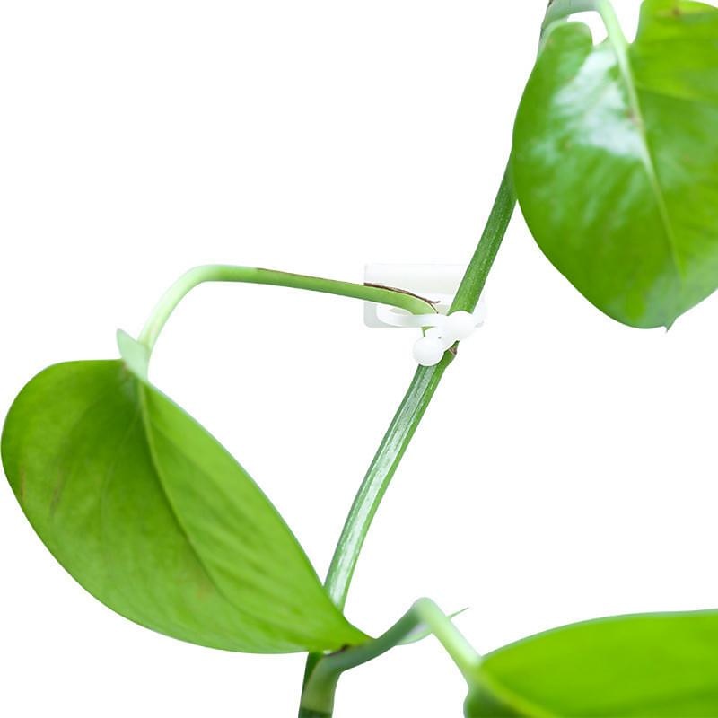 20 piezas de clips de fijación de pared para trepar plantas, fijador de vid, gancho autoadhesivo invisible, accesorio de pared de tracción de vid para plantas, gancho adhesivo de pared, clip de fijación de vides, soporte para vides 2025 - $10.49 –P1