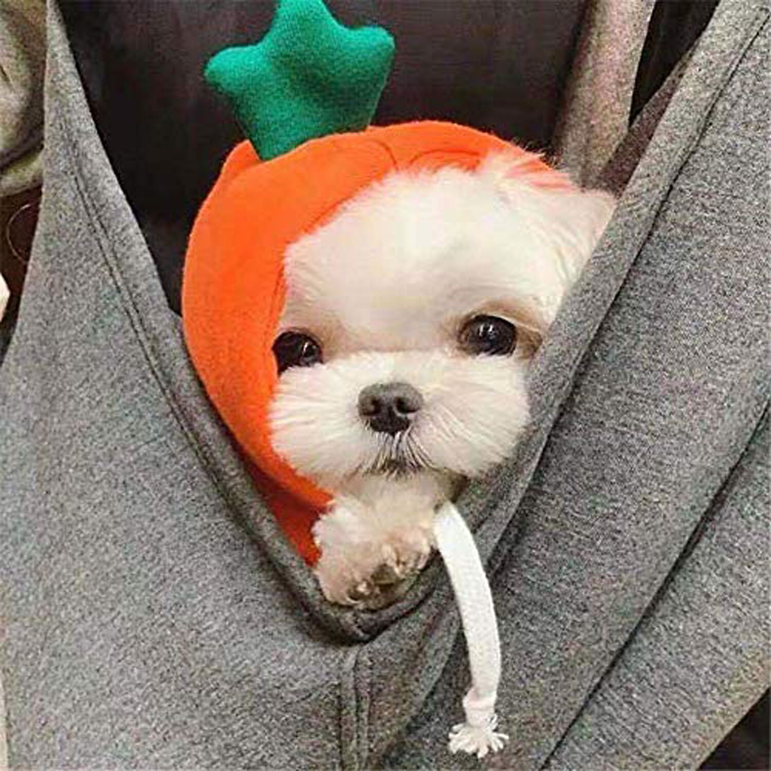 hund hoodie kläder- hund grundtröja kapp söt morot form varm jacka utomhus husdjur kallt väder kläder outfit ytterkläder för små hundar katter valp små djur 2025 - $24.99 –P5