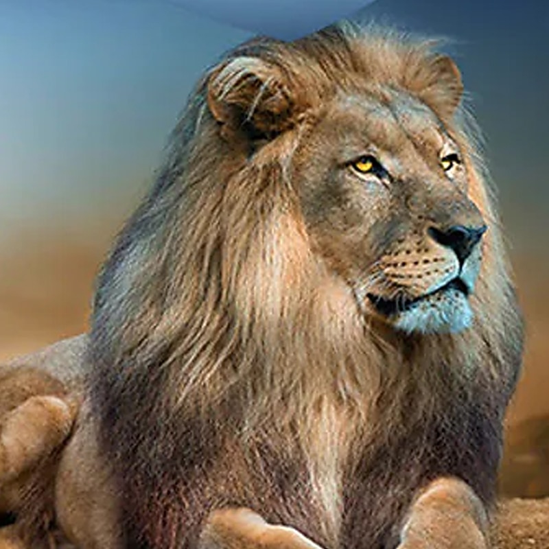 Αγορίστικα 3D Λιοντάρι Φούτερ με Κουκούλα Μακρυμάνικο 3D εκτύπωση Άνοιξη Φθινόπωρο Χειμώνας Ενεργό Κομψό στυλ street Παιδιά 3-12 χρόνια Σχολείο ΕΞΩΤΕΡΙΚΟΥ ΧΩΡΟΥ Καθημερινά 2025 - $18.99 –P3