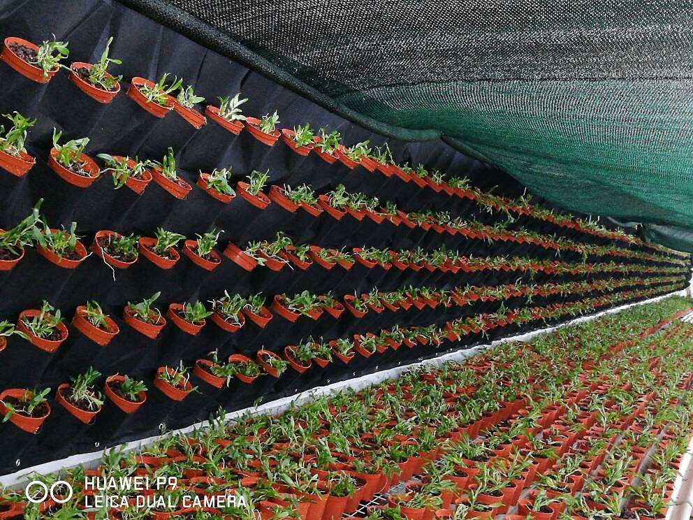 2022年 緑の壁掛けマルチマウス植物植栽バッグフラワーウォール美しい植栽バッグ緑化ウォールバッグ 8978988 コレクション – $13.49