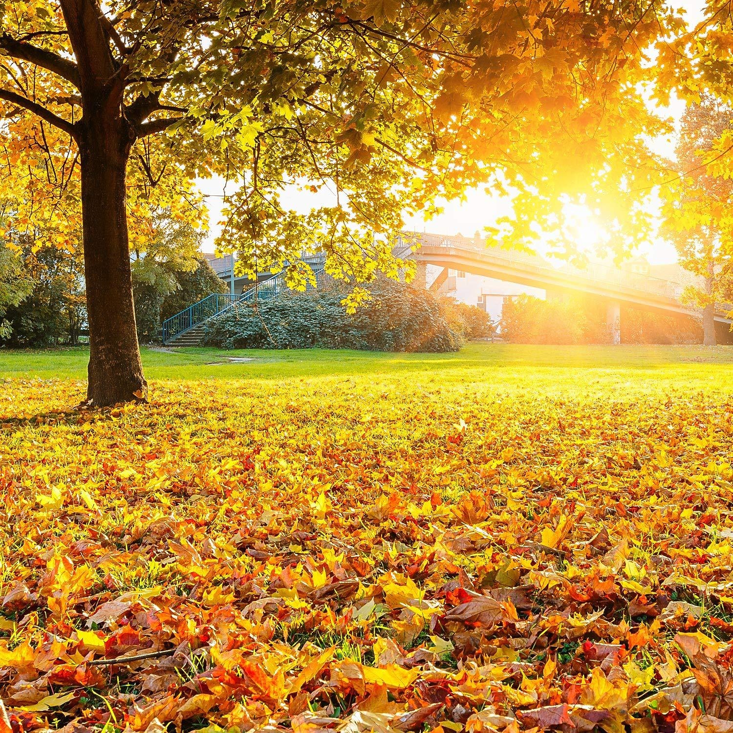 300Pcs Simulation Maple Leaf Mixed Color Thanksgiving Decoration Fake Flower Wedding Photo Scene Props Christmas Gift 2025 - $29.99 –P4