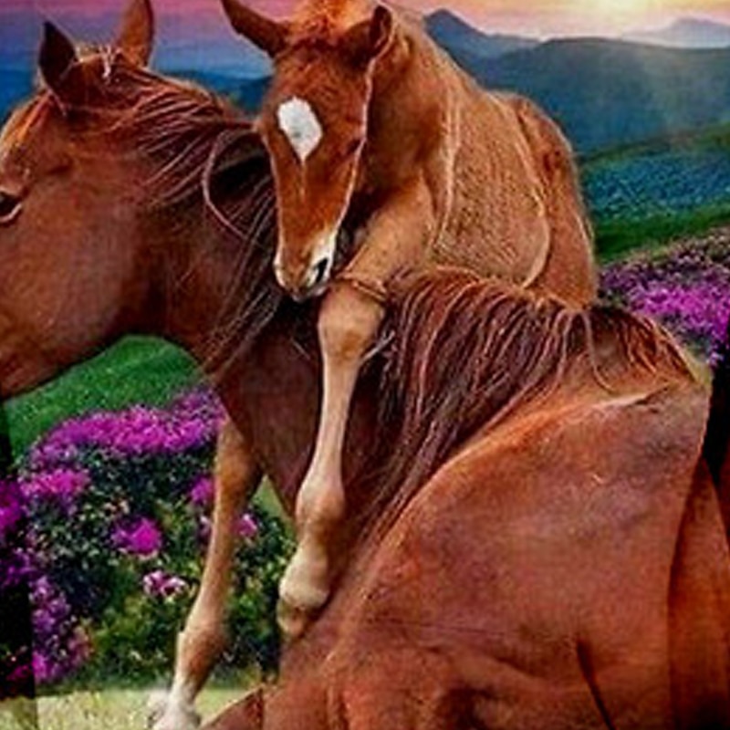 Mädchen 3D Tier Pferd Kapuzenshirt Langarm 3D-Druck Herbst Winter Modisch Strassenmode bezaubernd kinderkleidung 3-13 Jahre Outdoor Täglich Innen Regular Fit 2026 - $18.99 –P3