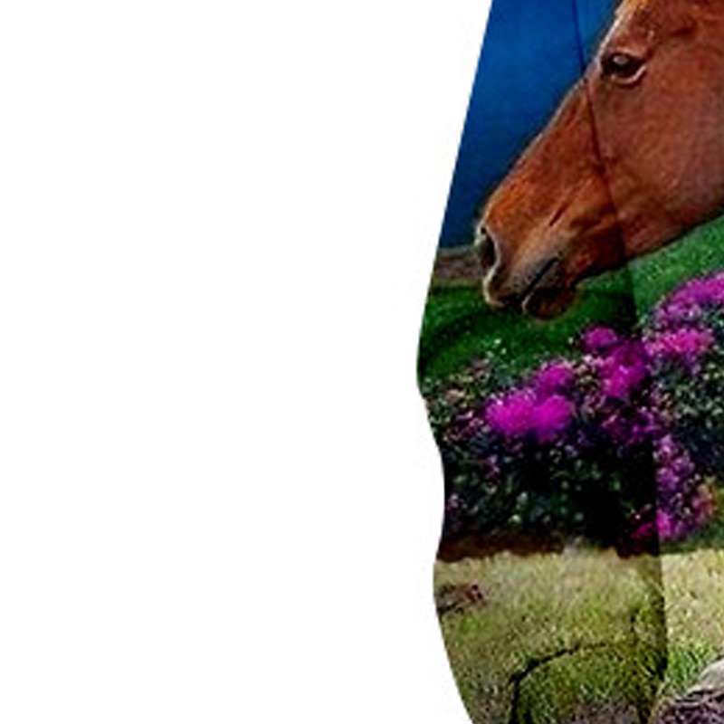 Mädchen 3D Tier Pferd Kapuzenshirt Langarm 3D-Druck Herbst Winter Modisch Strassenmode bezaubernd kinderkleidung 3-13 Jahre Outdoor Täglich Innen Regular Fit 2026 - $18.99 –P5