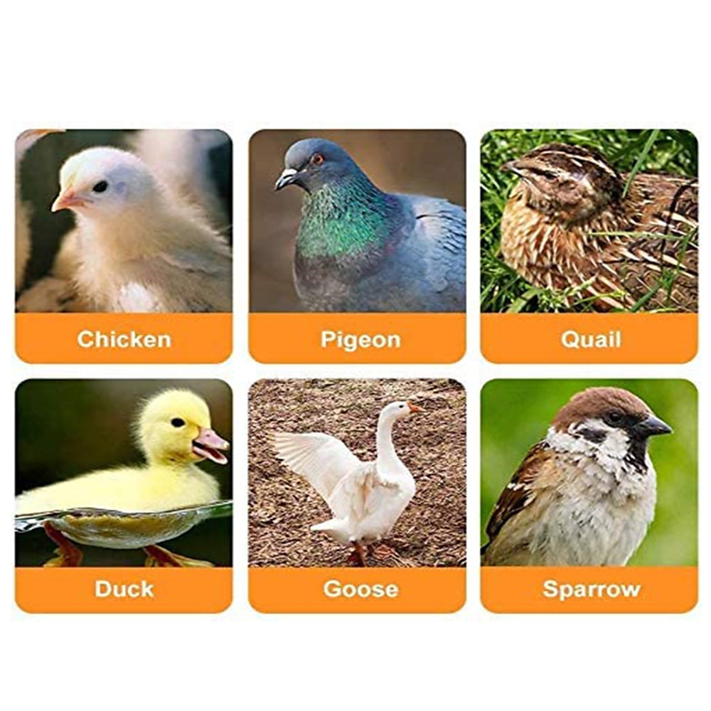 5pcs Automatic Chicken Waterer Cups Plastic Backyards Chicken Water Feeder Poultry Water Drinking Cups Bowls Float Style Feed 2025 - $10.99 –P5