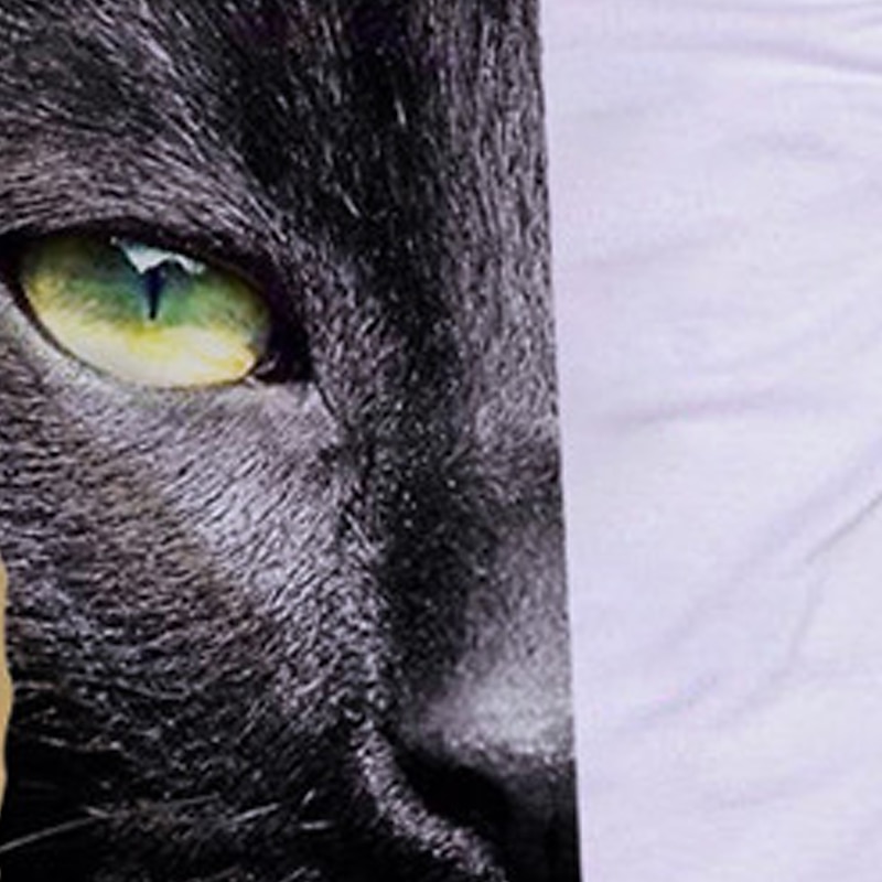 Dla dziewczynek 3D Zwierzę Kot Podkoszulek Długi rękaw Druk 3D Jesień Zima Aktywny Sport Moda Dzieci 3-12 lat Na zewnątrz Codzienny Regularny 2026 - $13.99 –P3