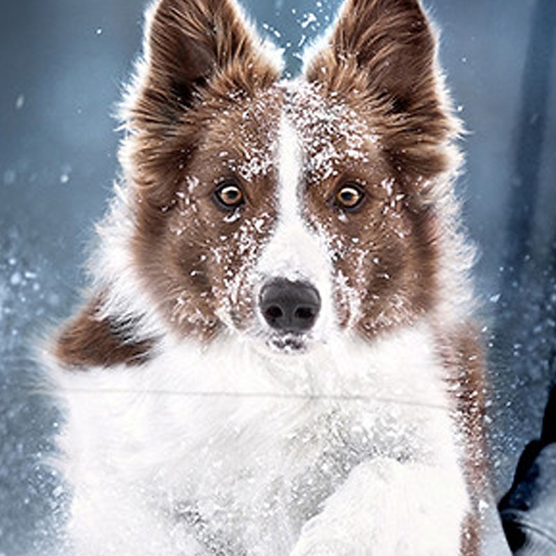 Sweat à capuche Pullover Enfants Garçon Animal Chien manche longue Poche Haut pour enfants Casual 3D effet Sweat à capuche Frais du quotidien Noir bleu marine Bleu Automne Hiver 7-13 ans de 2025 ? $18.99 –P9
