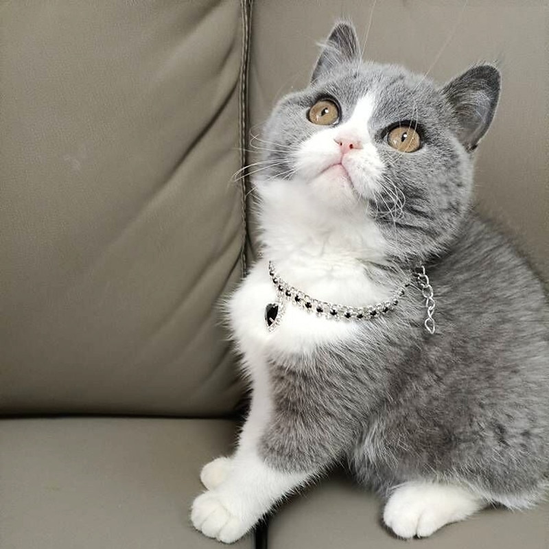 2 stk perler hundehalsbånd halsbånd bling rhinestones katt bryllup halsbånd katt halsbånd justerbart jente hund halsbånd for liten hund jente valp katt halsbånd tilbehør 2025 - $16.99 –P14