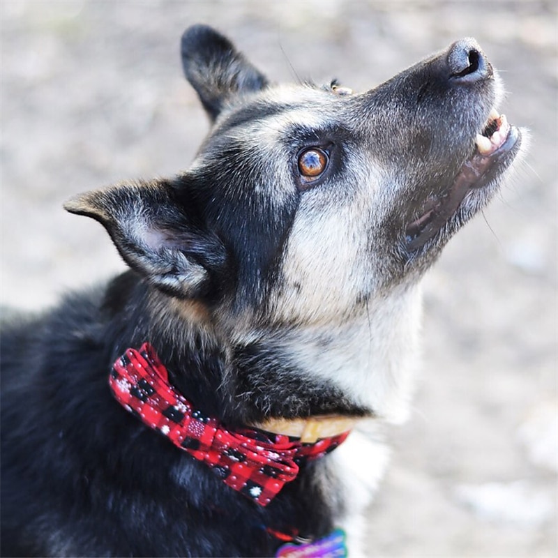 Hund Katt Halsband Koppel söt stil Ledigt Andningsfunktion Mjuk Tvättbar Bekväm Jul Jul Utomhus Ledigt / vardag Gång Hes Bichon Frisé Pommeran valpen eller det lilla husdjuret Fjäril 2025 - $13.99 –P3
