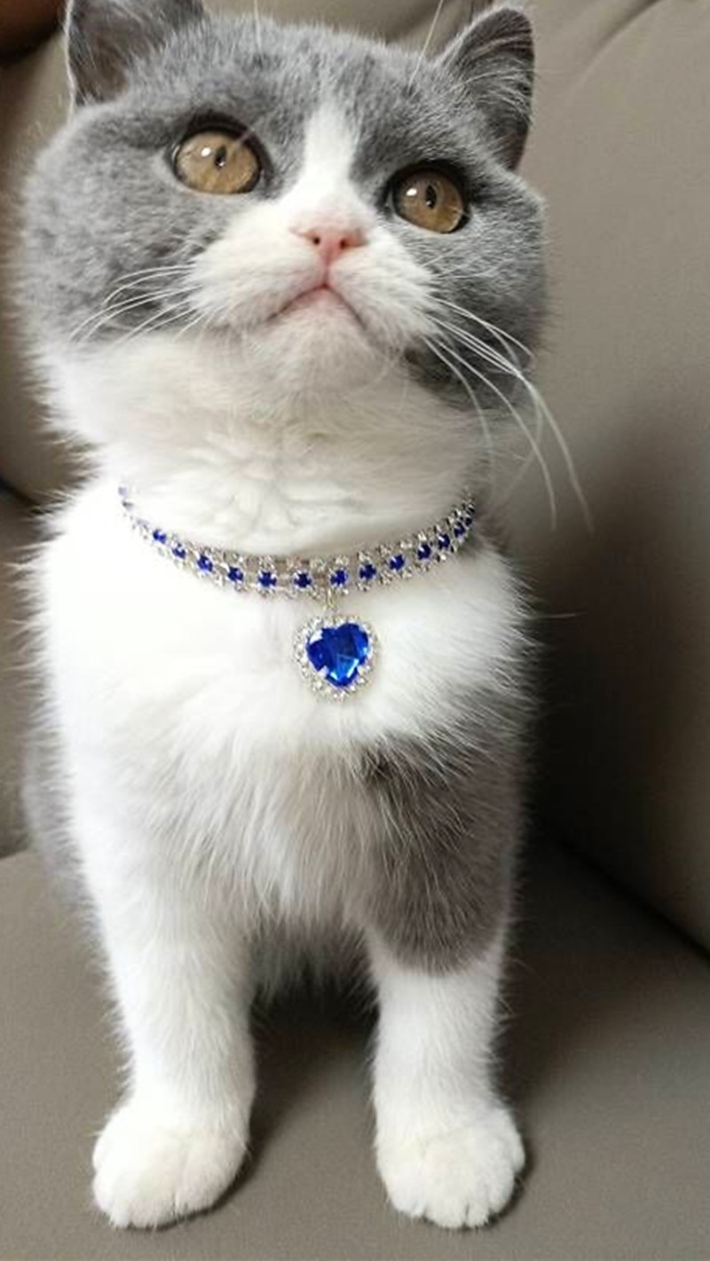 2 stk perler hundehalsbånd halsbånd bling rhinestones katt bryllup halsbånd katt halsbånd justerbart jente hund halsbånd for liten hund jente valp katt halsbånd tilbehør 2025 - $16.99 –P17