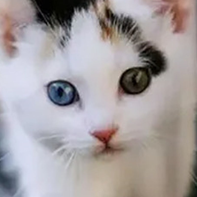 Bambino Da ragazza maglietta Animali Informale Manica corta Girocollo stile sveglio 7-13 anni Estate Nero Bianco Blu marino del 2025 a $11.99 –P9