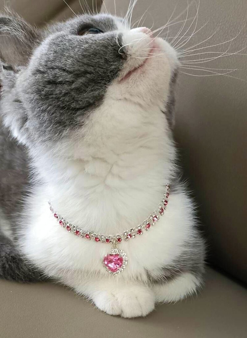 2 stk perler hundehalsbånd halsbånd bling rhinestones katt bryllup halsbånd katt halsbånd justerbart jente hund halsbånd for liten hund jente valp katt halsbånd tilbehør 2025 - $16.99 –P16