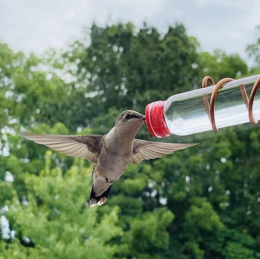 Window Hummingbird Feeder Window Mount Hummingbird Feeder Water Drinker Outdoor Garden Yard Decor 2025 - $9.49 –P3