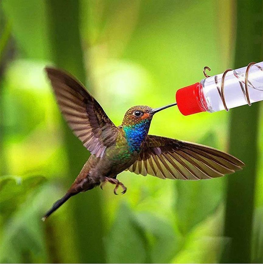 Window Hummingbird Feeder Window Mount Hummingbird Feeder Water Drinker Outdoor Garden Yard Decor 2025 - $9.49 –P2