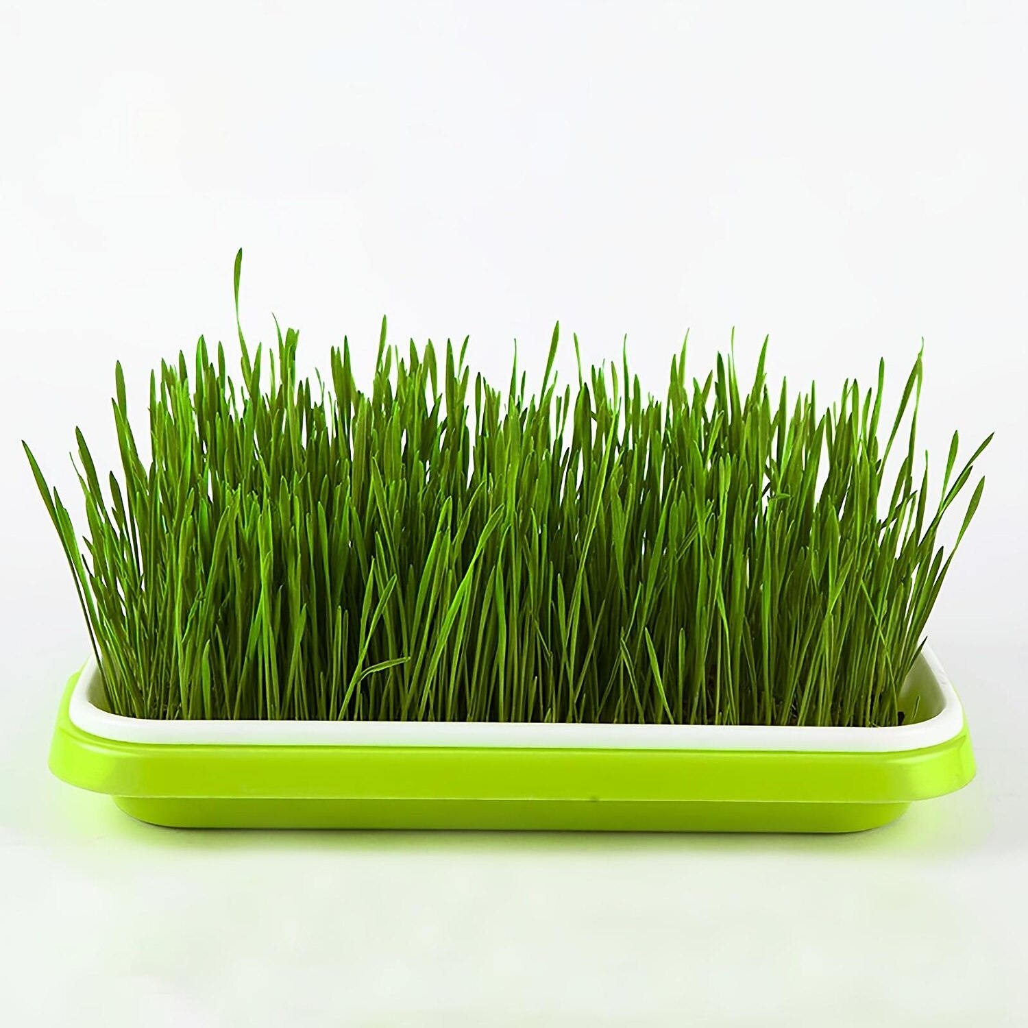 vassoio per germogli di semi, senza bpa pp senza suolo grande capacità kit contenitore per germinazione coltivatore di erba di grano sano per giardino home office del 2025 a $10.99 –P1