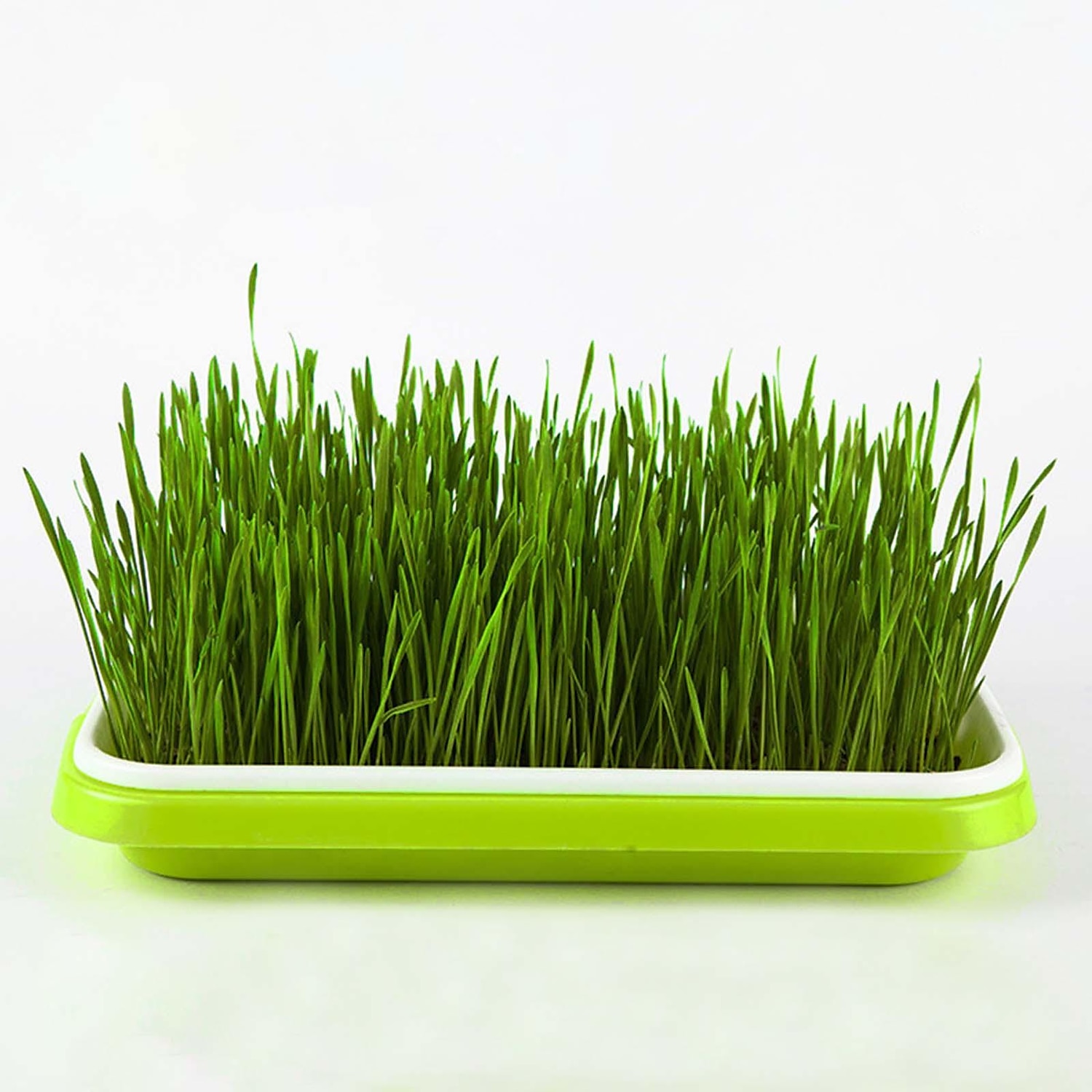 vassoio per germogli di semi, senza bpa pp senza suolo grande capacità kit contenitore per germinazione coltivatore di erba di grano sano per giardino home office del 2025 a $10.99 –P6