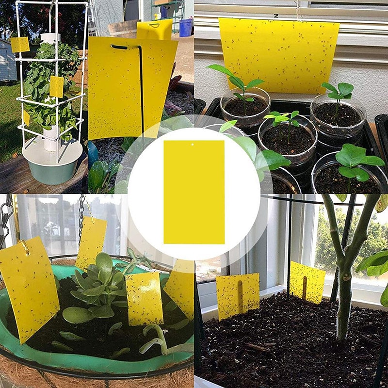 20st fruktflugfälla klibbmaskbräda växthus gul bräda dubbelsidig liten svart flugfälla gul och blå fällbräda jordbrukshushållstrips 20*15cm 2025 - $8.99 –P2