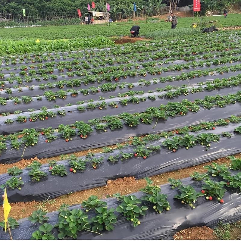 film plastique avec trous de plantation, film barrière anti-mauvaises herbes de jardin paillage respirant jardinage agriculture paysage bâche pour le maintien de la température de l'humidité de 2025 ? $10.49 –P3
