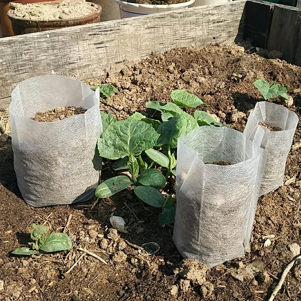 100db faiskolai termesztő táska, nem szőtt palántanevelési zsák a magas palánta túlélési arány érdekében, növényi zsákok ültetéshez, kerti vetőmag indító tasak 2025 - $8.99 –P4