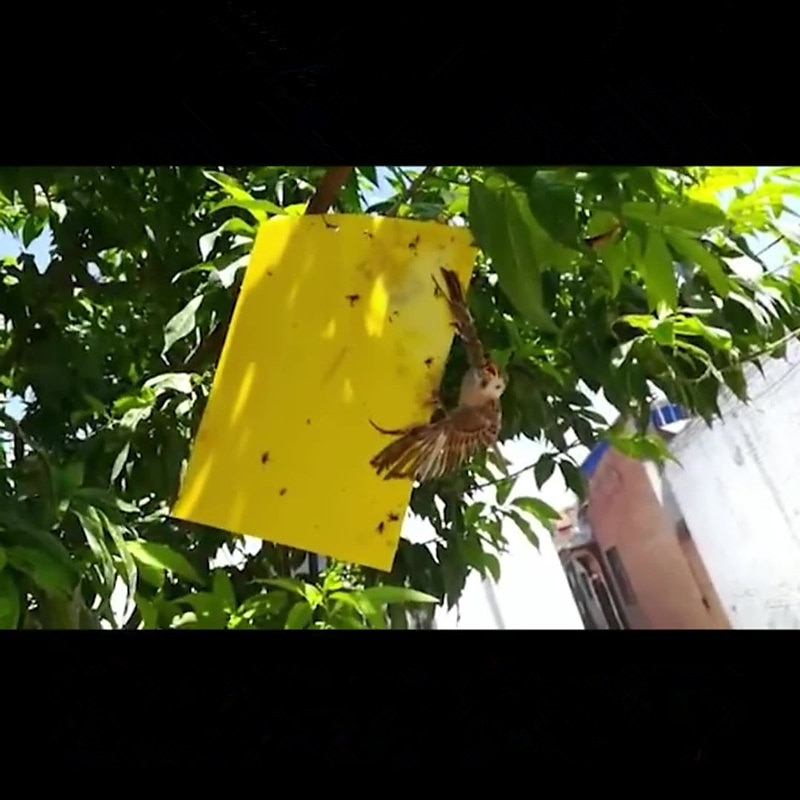 20st fruktflugfälla klibbmaskbräda växthus gul bräda dubbelsidig liten svart flugfälla gul och blå fällbräda jordbrukshushållstrips 20*15cm 2025 - $8.99 –P1