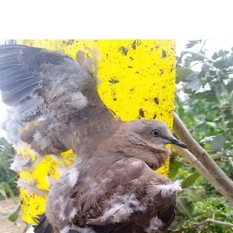 20st fruktflugfälla klibbmaskbräda växthus gul bräda dubbelsidig liten svart flugfälla gul och blå fällbräda jordbrukshushållstrips 20*15cm 2025 - $8.99 –P5