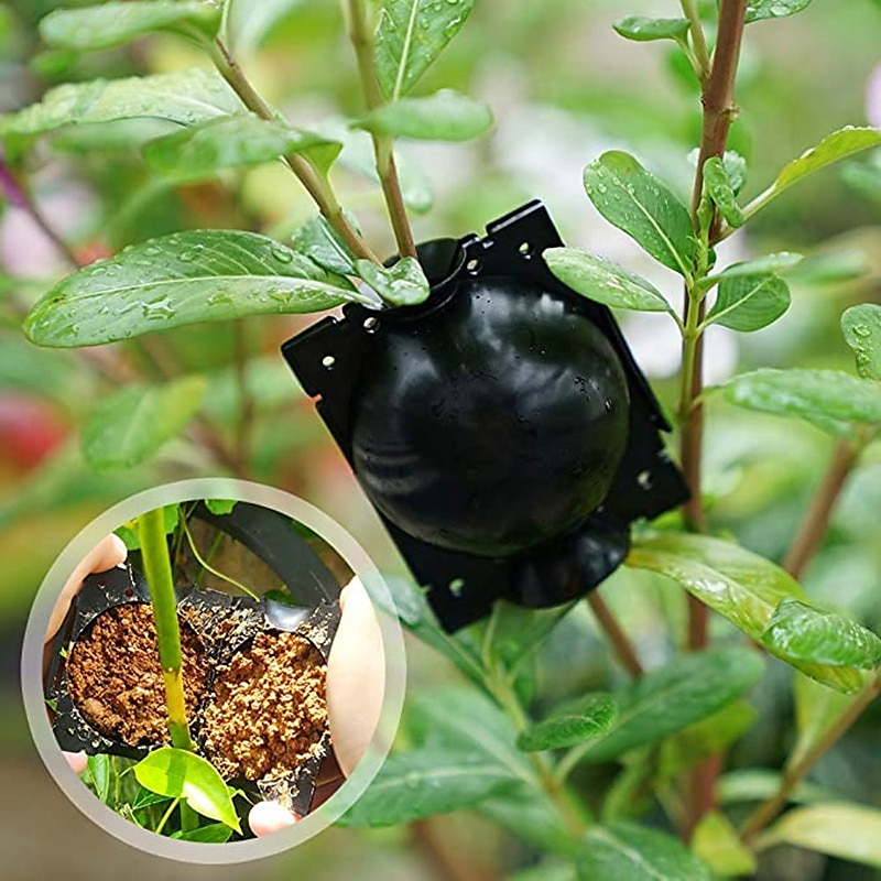 5 pièces dispositif d'enracinement des plantes réutilisable boîte de culture d'enracinement des plantes dispositif de greffe de boule de propagation à haute pression contrôleur de racine botanique de 2025 ? $6.99 –P1
