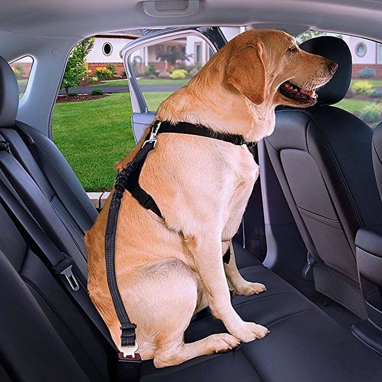 hundbilssele husdjursbil säkerhetsrep infällbar bil hundsäkerhetsrep reflekterande elastisk nylon 2026 - $16.99 –P1