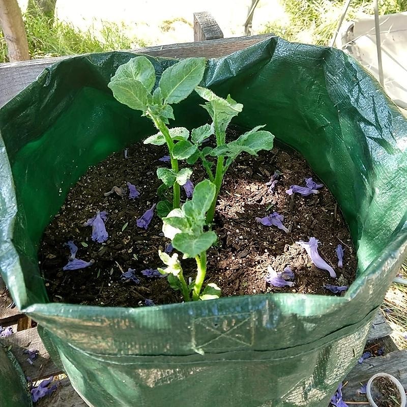 4pcs Potato Grow Bags 10 Gallon Grow Bags With Flap And Handles Plant Container Planter Pot For Potato Tomato And Vegetables Green 2025 - $25.99 –P5