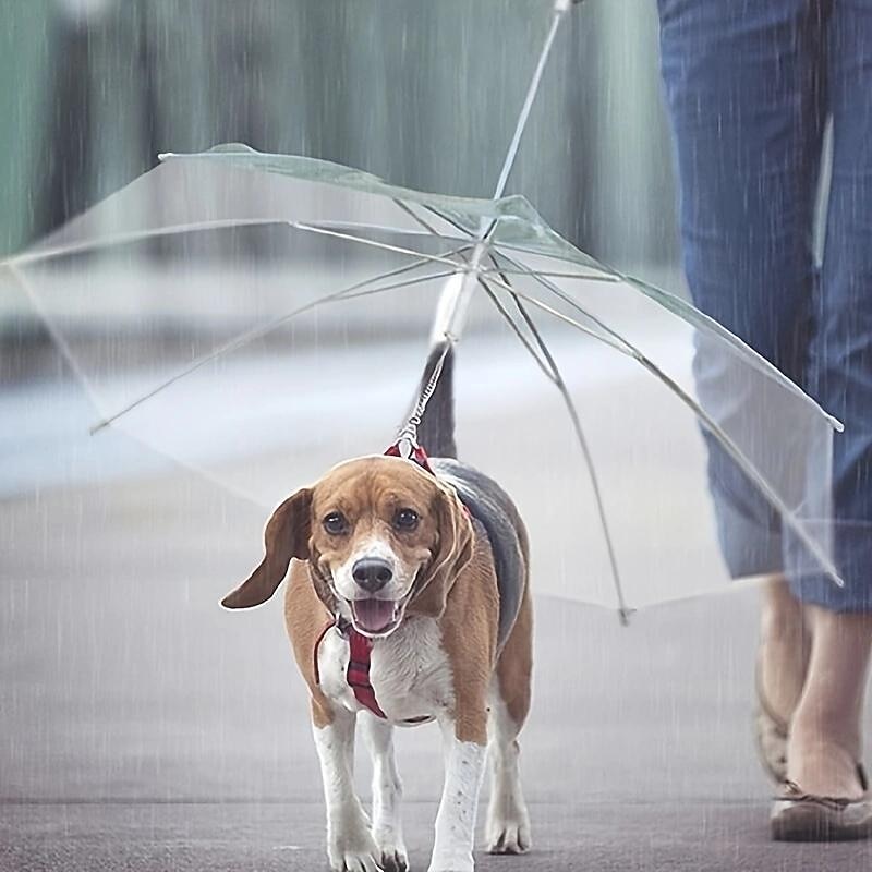 suprimentos para animais de estimação guarda-chuva de pelúcia cachorro pequeno guarda-chuva com coleira coleira de cachorro de 2025 por CLP $11369 –P3