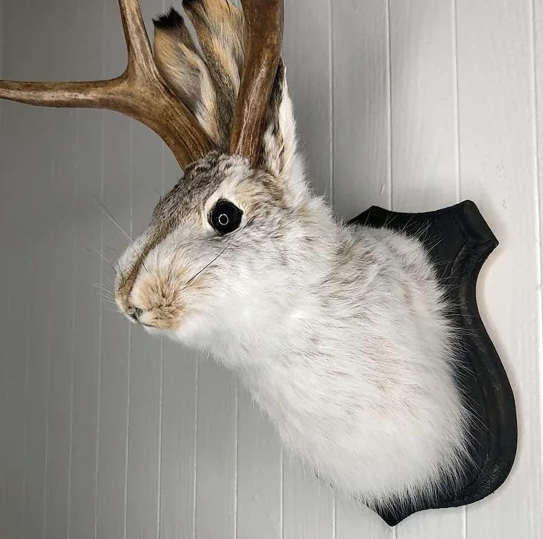 Jackalope Rabbit Wall Decor The Latest Legend of Antlers,Fake Rabbit Resin Art Wall Mount, Simulation Head Specimen Ornament 2025 - $30.99 –P4