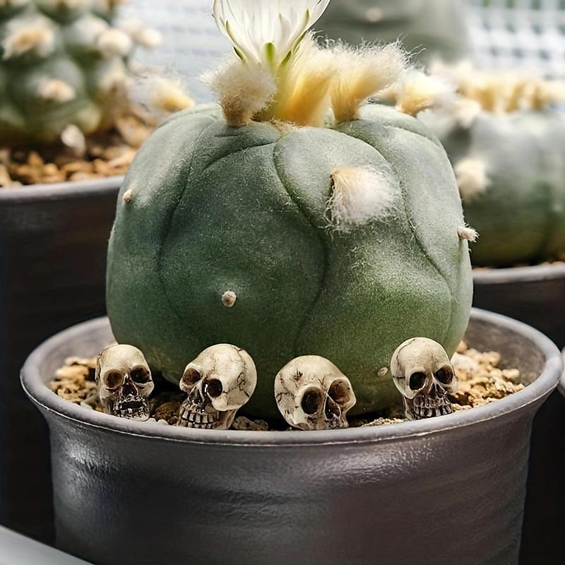 20 Stück Mini-Totenköpfe, Halloween, kleiner Skelettkopf, Blumentopf-Dekor, realistischer Totenkopf, Kunsthandwerk, Gartendekoration, Bonsai, Hofornamente 2025 - $9.49 –P6