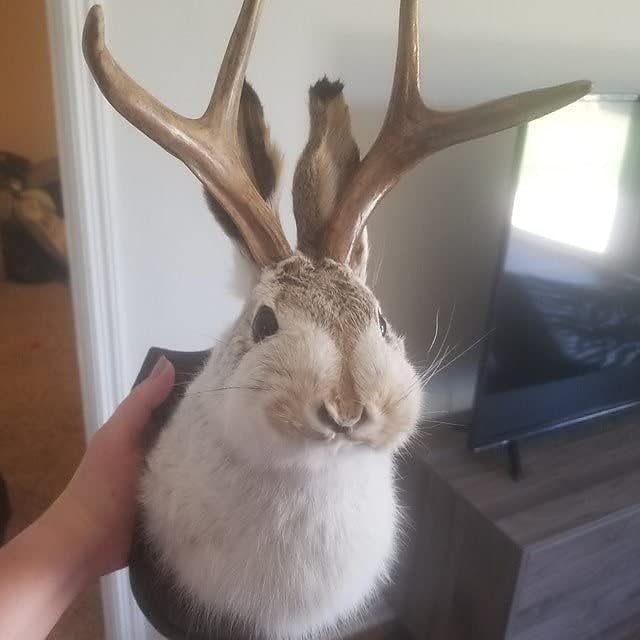 Jackalope Rabbit Wall Decor The Latest Legend of Antlers,Fake Rabbit Resin Art Wall Mount, Simulation Head Specimen Ornament 2025 - $30.99 –P7