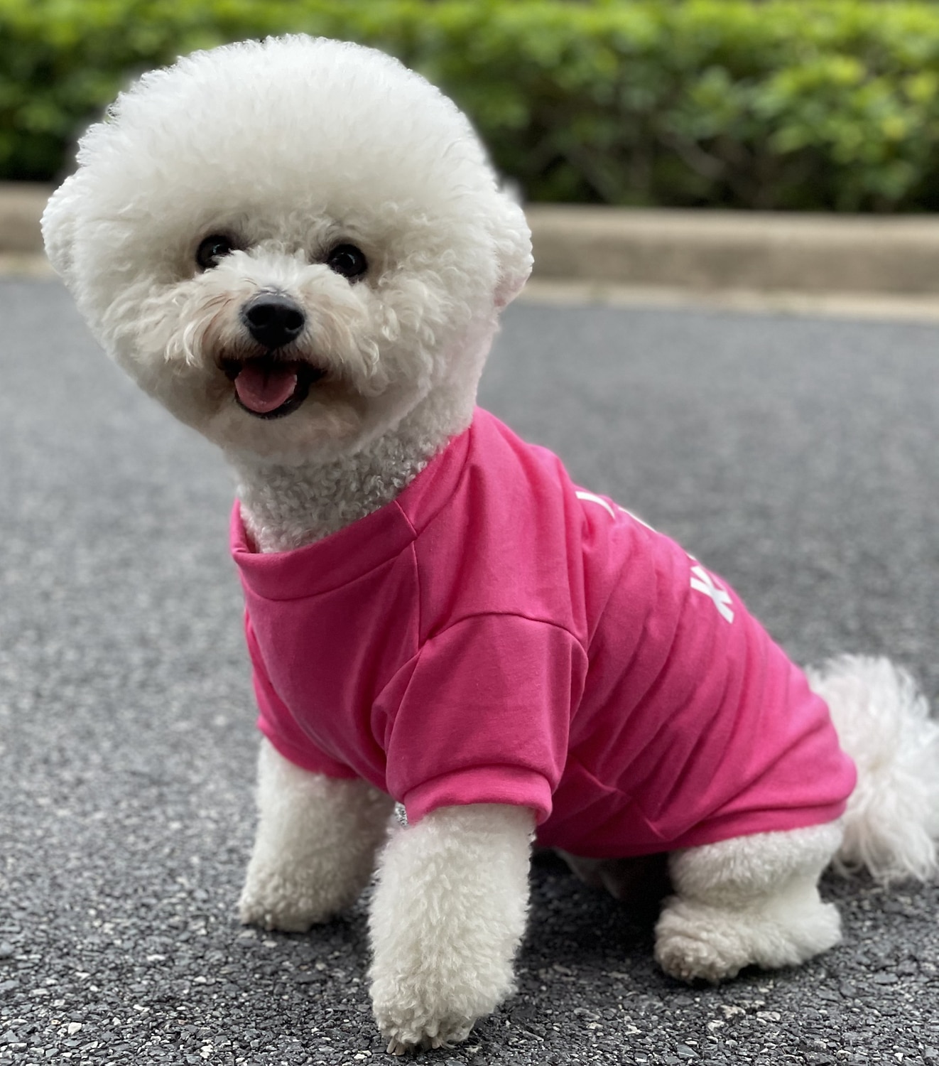 2025年 犬用 猫用 Tシャツ カジュアル / スポーティ 欧米の ウォーム 高通気性 洗濯可 快適 スポーツ＆アウトドア アウトドア スポーツ・アウトドア 週末 犬服 for ハスキー犬 ダルメシアン ボーダーコリー スピッツ コーギー  コレクション – $17.49 –P14