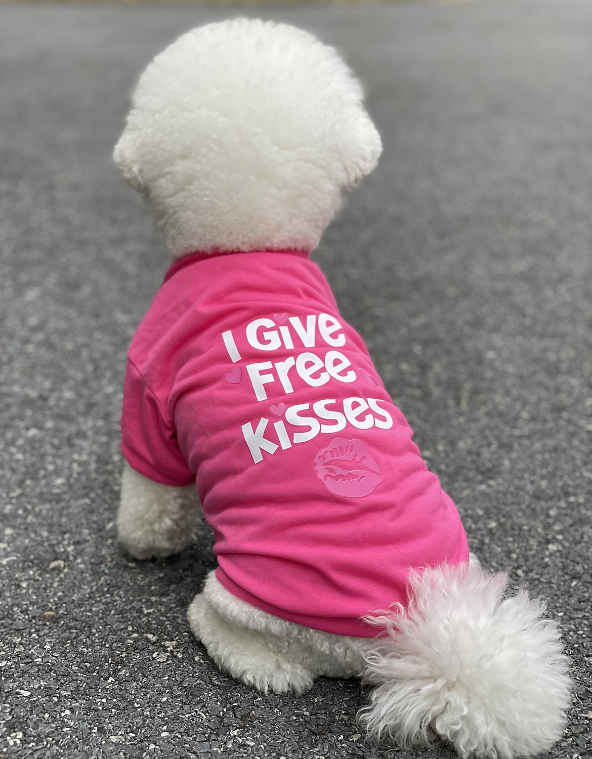 2025年 犬用 猫用 Tシャツ カジュアル / スポーティ 欧米の ウォーム 高通気性 洗濯可 快適 スポーツ＆アウトドア アウトドア スポーツ・アウトドア 週末 犬服 for ハスキー犬 ダルメシアン ボーダーコリー スピッツ コーギー  コレクション – $17.49 –P10