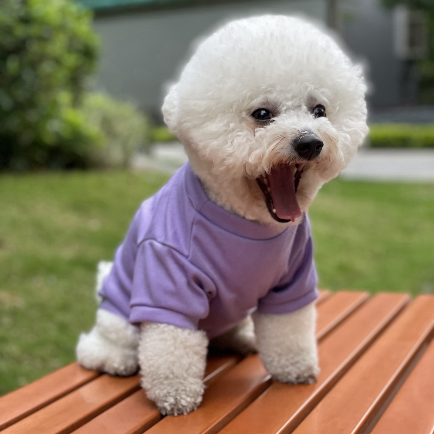 2025年 犬用 猫用 Tシャツ カジュアル / スポーティ 欧米の ウォーム 高通気性 洗濯可 快適 スポーツ＆アウトドア アウトドア スポーツ・アウトドア 週末 犬服 for ハスキー犬 ダルメシアン ボーダーコリー スピッツ コーギー  コレクション – $17.49 –P7