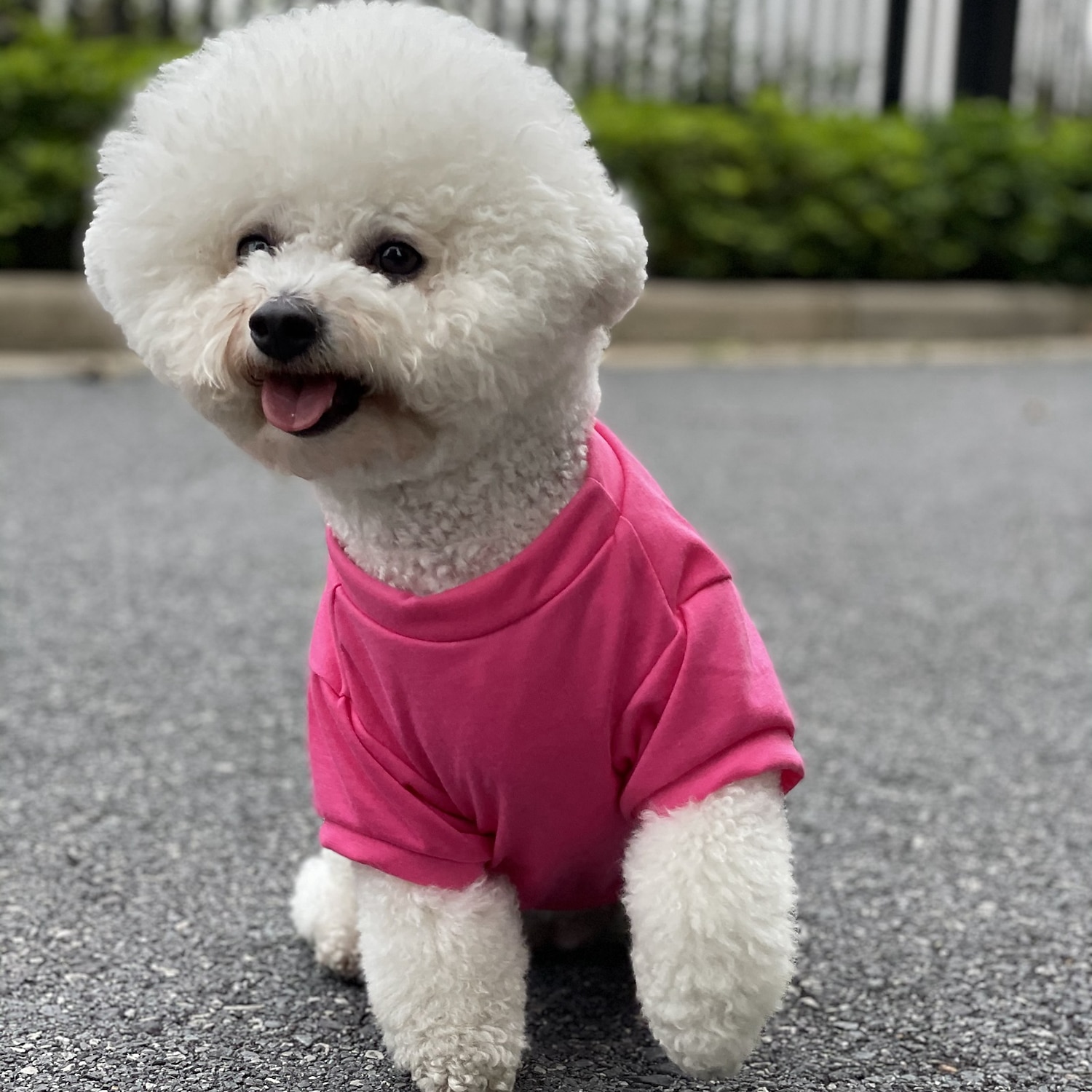 2025年 犬用 猫用 Tシャツ カジュアル / スポーティ 欧米の ウォーム 高通気性 洗濯可 快適 スポーツ＆アウトドア アウトドア スポーツ・アウトドア 週末 犬服 for ハスキー犬 ダルメシアン ボーダーコリー スピッツ コーギー  コレクション – $17.49 –P16
