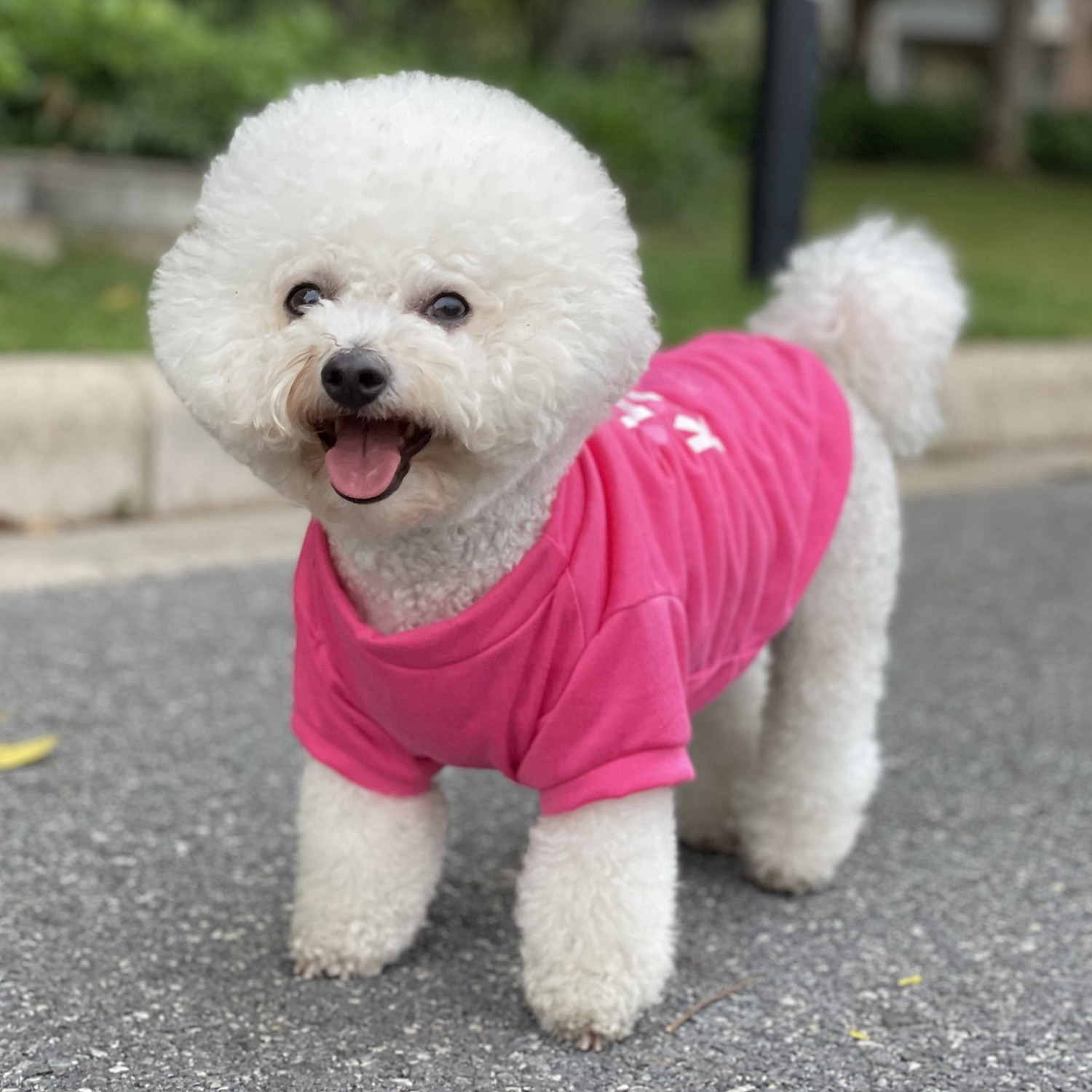 2025年 犬用 猫用 Tシャツ カジュアル / スポーティ 欧米の ウォーム 高通気性 洗濯可 快適 スポーツ＆アウトドア アウトドア スポーツ・アウトドア 週末 犬服 for ハスキー犬 ダルメシアン ボーダーコリー スピッツ コーギー  コレクション – $17.49 –P12