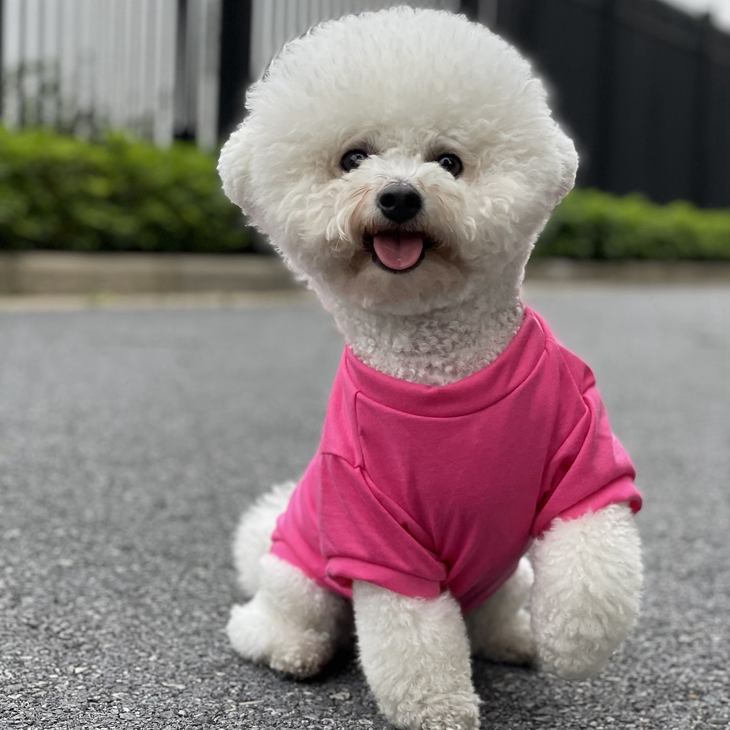 2025年 犬用 猫用 Tシャツ カジュアル / スポーティ 欧米の ウォーム 高通気性 洗濯可 快適 スポーツ＆アウトドア アウトドア スポーツ・アウトドア 週末 犬服 for ハスキー犬 ダルメシアン ボーダーコリー スピッツ コーギー  コレクション – $17.49 –P15