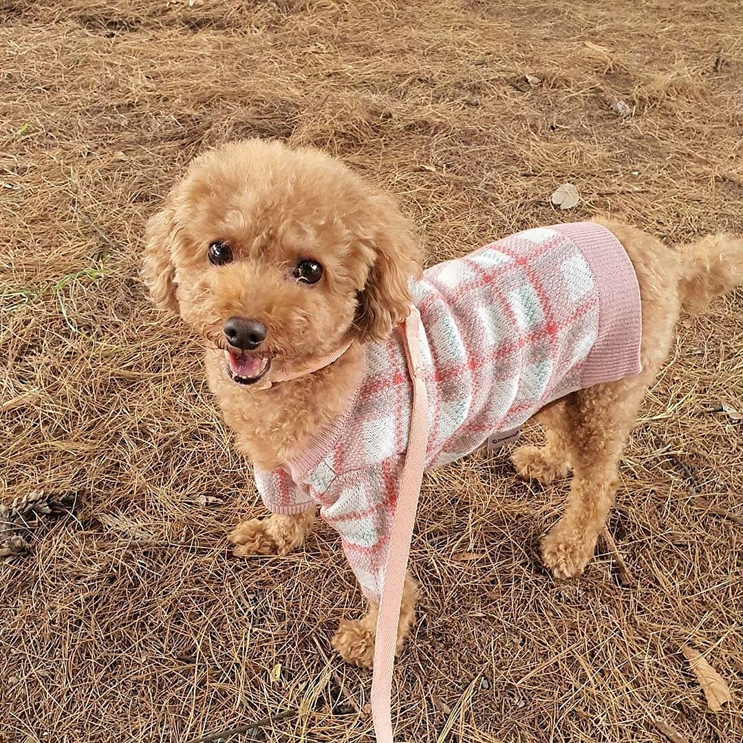 Câini Pisici Pulovere Jumper Modă Casual Iarnă Cald Respirabil Απαλό Lavabil Comfortabil În aer liber Casul / Zilnic Îmbrăcăminte pentru câini for Bichon Frise Pomeran un Animalut Fluture Small 2025 - $35.99 –P20