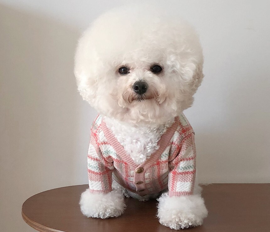 Câini Pisici Pulovere Jumper Modă Casual Iarnă Cald Respirabil Απαλό Lavabil Comfortabil În aer liber Casul / Zilnic Îmbrăcăminte pentru câini for Bichon Frise Pomeran un Animalut Fluture Small 2025 - $35.99 –P18