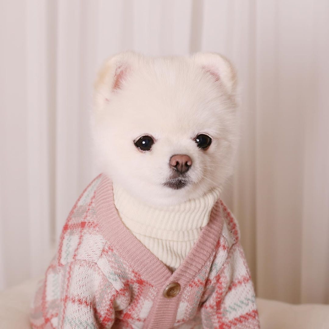 Câini Pisici Pulovere Jumper Modă Casual Iarnă Cald Respirabil Απαλό Lavabil Comfortabil În aer liber Casul / Zilnic Îmbrăcăminte pentru câini for Bichon Frise Pomeran un Animalut Fluture Small 2025 - $35.99 –P17