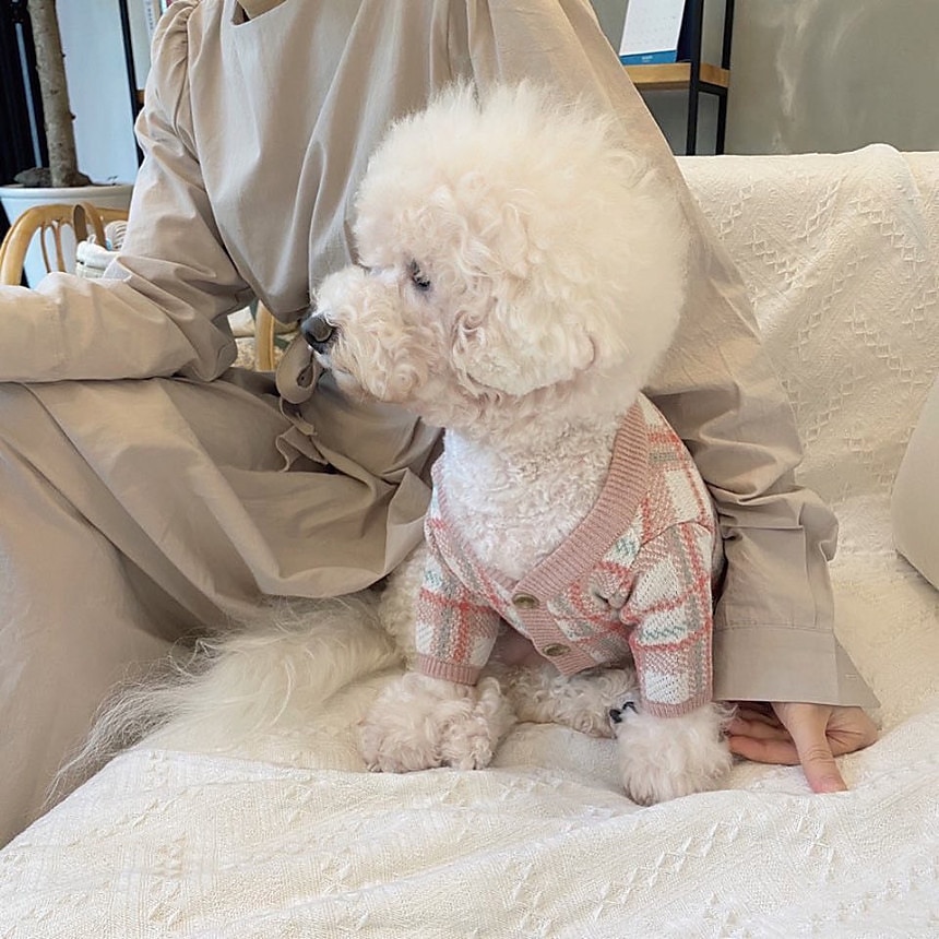 Câini Pisici Pulovere Jumper Modă Casual Iarnă Cald Respirabil Απαλό Lavabil Comfortabil În aer liber Casul / Zilnic Îmbrăcăminte pentru câini for Bichon Frise Pomeran un Animalut Fluture Small 2025 - $35.99 –P11