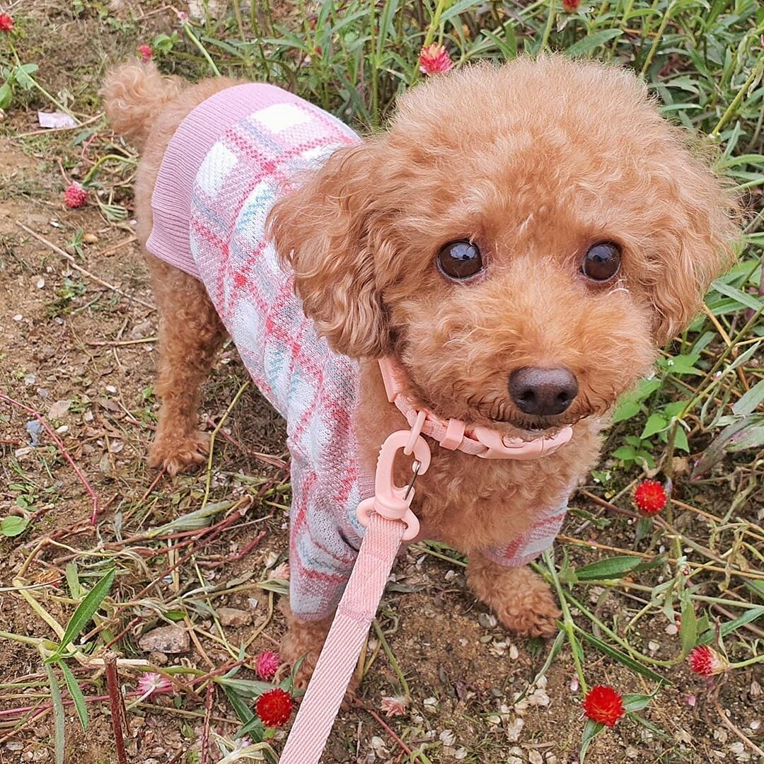Câini Pisici Pulovere Jumper Modă Casual Iarnă Cald Respirabil Απαλό Lavabil Comfortabil În aer liber Casul / Zilnic Îmbrăcăminte pentru câini for Bichon Frise Pomeran un Animalut Fluture Small 2025 - $35.99 –P19