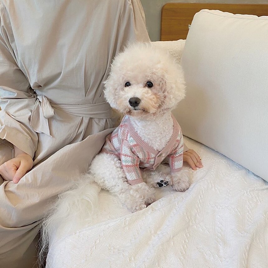 Câini Pisici Pulovere Jumper Modă Casual Iarnă Cald Respirabil Απαλό Lavabil Comfortabil În aer liber Casul / Zilnic Îmbrăcăminte pentru câini for Bichon Frise Pomeran un Animalut Fluture Small 2025 - $35.99 –P12