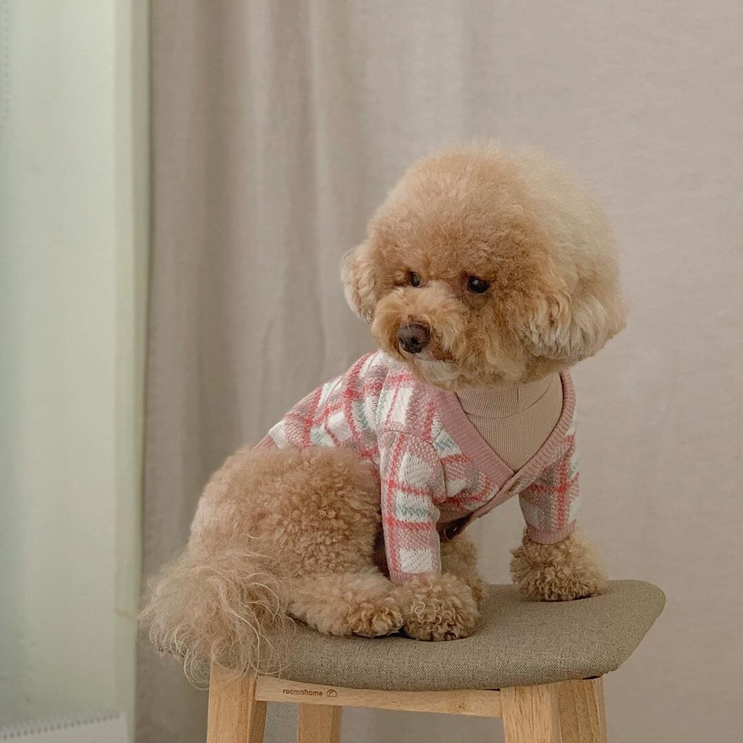 Câini Pisici Pulovere Jumper Modă Casual Iarnă Cald Respirabil Απαλό Lavabil Comfortabil În aer liber Casul / Zilnic Îmbrăcăminte pentru câini for Bichon Frise Pomeran un Animalut Fluture Small 2025 - $35.99 –P16