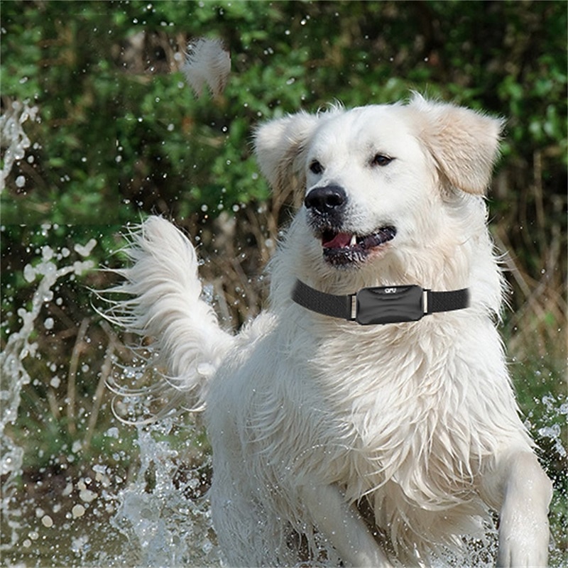 DogTraining Colla Remote Control Dog Trainer Pet Intelligent Supplies ...