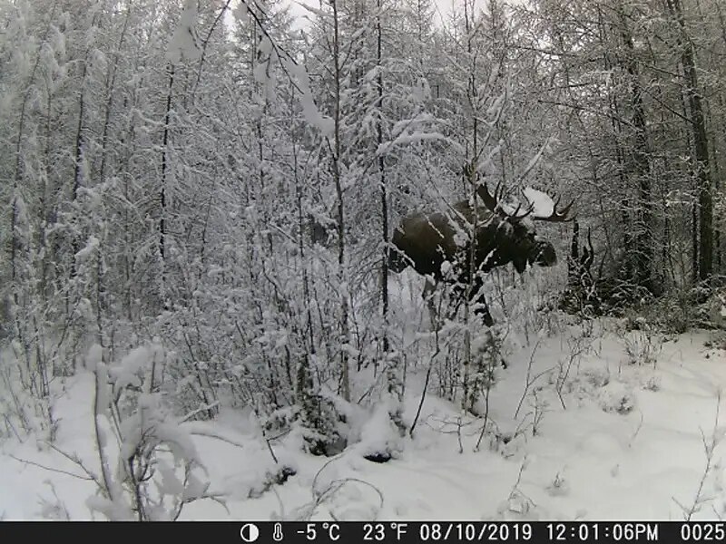 Capture Wildlife in Action HC-801A Hunting Trail Camera With Night Vision & Motion Activation 2025 - $62.99 –P13