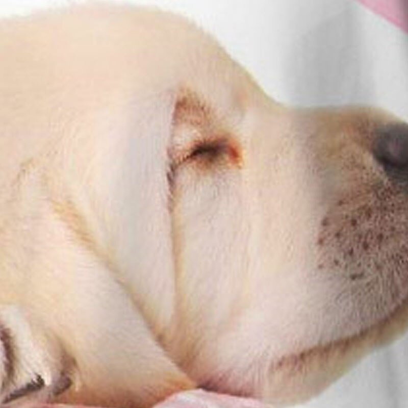 flickor 3d hundtröja långärmad 3d-tryck höst vinter aktivt mode söta polyester barn 3-12 år rund hals utomhus casual daglig normal passform 2025 - $13.99 –P7
