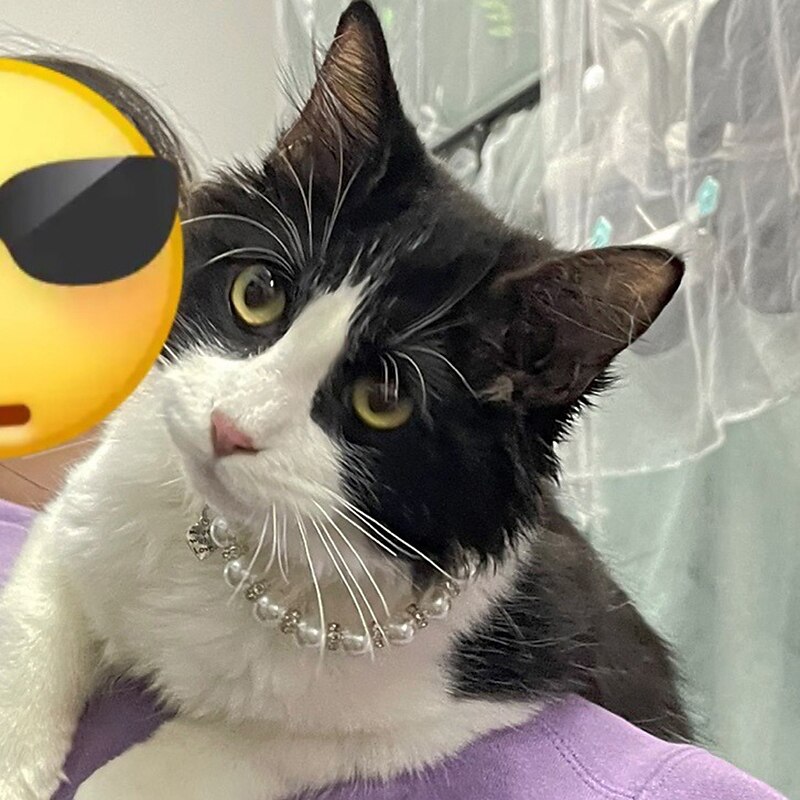 Chien Chat Petits Animaux à Fourrure Collier Ajustable Portable Mignon et câlin Extérieur Marche de 2026 ? $20.99 –P4