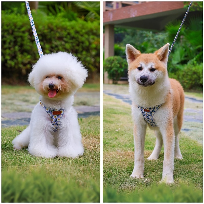 2025年 犬用 猫用 ハーネス リード 調整可能 携帯用 耐久 アウトドア ウォーキング フラワープリント コレクション – $22.99 –P6